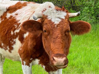 Naklejka na ściany i meble Cow in a field. Portrait of brown white cow.