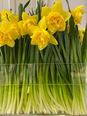 bouquet of daffodils