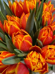 orange and yellow tulips in spring