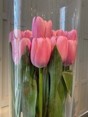 tulips in a transparent glass vase