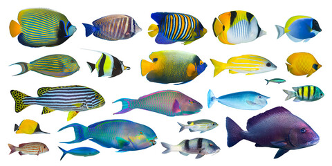 set collection of colorful tropical fish like angelfish snapper surgeonfish and butterflyfish...