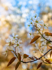 White flowers of smooth shadbush, smooth serviceberry, or Allegheny serviceberry, selective focus on the soft sky background