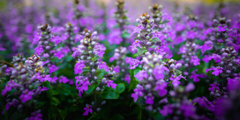 Violet wild herbaceous flowers of Bugleweed  or Ajuga Reptans in the garden, selective focus with blurred soft background