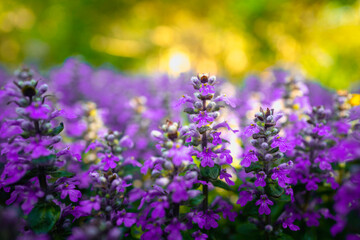 Fototapeta premium Purple wild herb flowers of Bugleweed or Ajuga Reptans in the garden, selective focus with blurred soft background