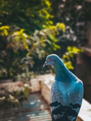 pigeon in the park