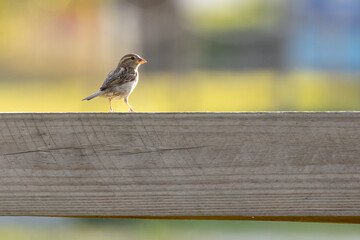 Sparrow in Sarasota, Florida at sunset (species ID uncertain)