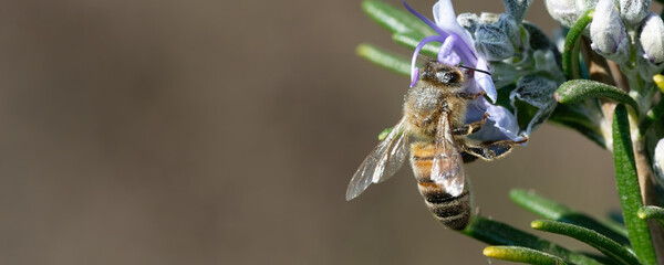 Romarin -  abeille - insectes - Anthophila