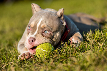 A pocket male American Bully puppy dog is playing with tennis ball on grass