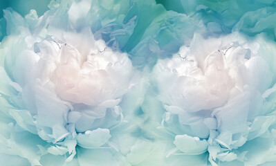 Floral turquoise  background. Flowers and peony petals. Flower composition. Nature.