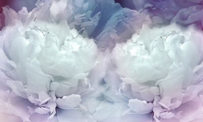 Floral  background. Flowers and peony petals. Flower composition. Nature.