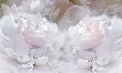 Floral  white  background. Flowers and peony petals. Flower composition. Nature.