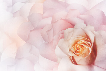 Light pink rose.   Floral background.  Close-up. Nature.
