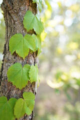 Obraz premium 植物