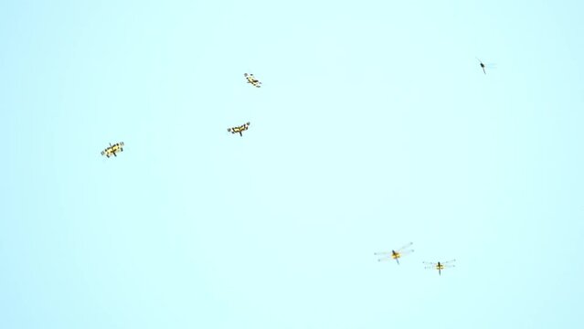 Low angle view group of dragonfly flying in the blue sky in the morning.
