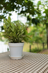 plant with white variegation in plastic flower pot