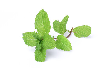 Fresh mint leaves (Spearmint. peppermint) isolated on white background. 