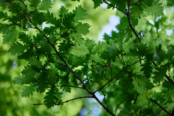 Fototapeta na wymiar The green leaves of the oak tree on the branches glow against the blue sky, the sunlight. Planet ecology flora