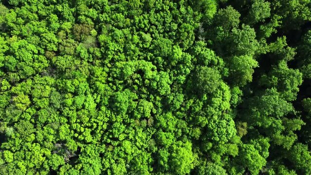 Vue a&eacute;rienne de champs et de for&ecirc;t