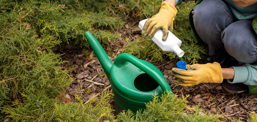 woman pours liquid mineral fertilizer in watering can for garden conifer plants. copy space