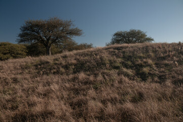 Pampas grass landscape, La Pampa province, Patagonia, Argentina.