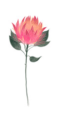 vector hand drawn Watercolour protea flower illustration, exotic floral art, wedding card design, poster clip art 