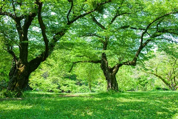 Zelfklevend Fotobehang green park © Ray Park Stock Photo