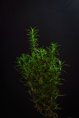 small rosemary plant on a black background	