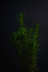 Fototapeta na wymiar small rosemary plant on a black background