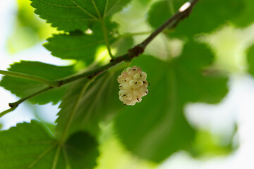 Sweet, garden, juicy, white mulberry grows on a tree in summer garden