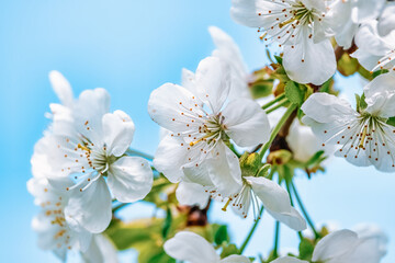 Beautiful spring background, branches of blossoming apricot, white apricot flowers, clear blue sky