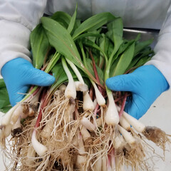 person holding wild ramps