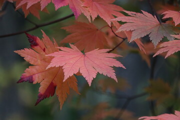 紅葉の葉