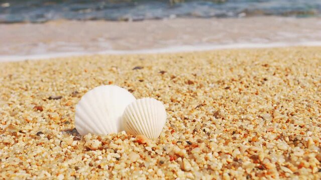 Seashells on white beach sand by the sea