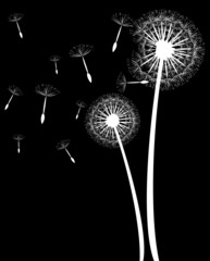 Pusteblume