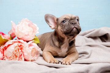 a French bulldog puppy on a blue background with a bouquet of spring flowers