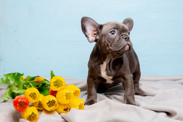 a French bulldog puppy on a blue background with a bouquet of spring flowers