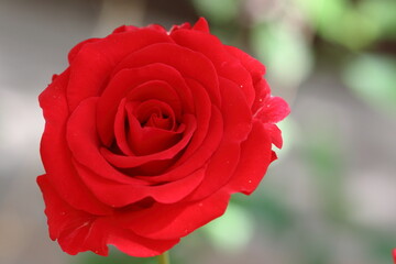 Close up of red rose 