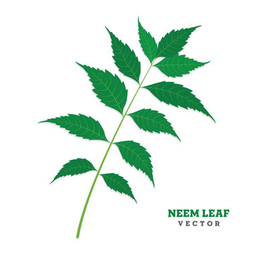Neem leaf isolated - vector illustration