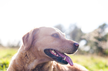 Golden Labrador Retriver Dog head shot meadow walk