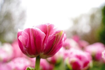 Pink Peony tulip blooming- Spring flowers, selective focus