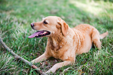 Golden Retriever dog resting on a grass meadow