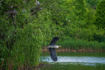 Fototapeta premium heron in flight over the water