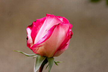 A splendid specimen of a rose ‘‘Harlekin‘ in bloom. 