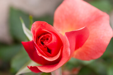 A beautiful ‘Renata Tebaldi‘ Rose flower in bloom.