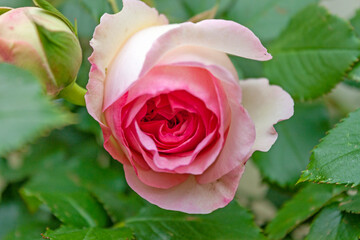 A splendid specimen of a rose ‘Pierre de Ronsard‘ in bloom. 