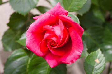 A splendid specimen of coral red rose flower. The acronym that identifies this rose is 'HAsim 04'....