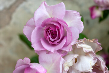 Obraz na płótnie Canvas A splendid specimen of a rose ‘Declic‘ in bloom. 