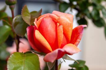 Splendid specimen of orange-colored rose flower. The acronym that identifies this rose is 'VEL13Kpeho Y 1601'.