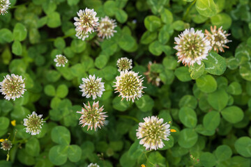 blossoming Trifolieae in the field 