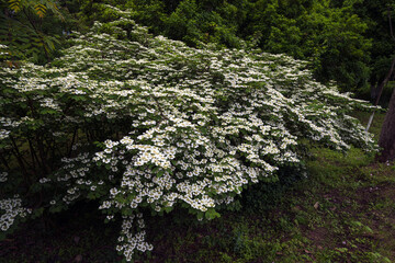 Viburnum plicatum tree in wild